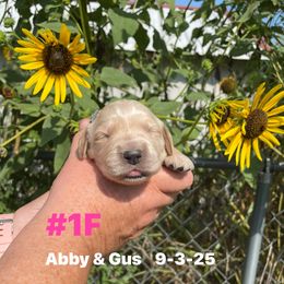 Number 1 girl Abby and Gus - Golden female Golden Retriever puppy in Piedmont, Oklahoma from Sabrina's Golden Retrievers