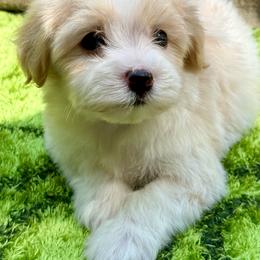 Cade - Gold male Havanese puppy in Wappapello, Missouri from Titanium Havanese LLC