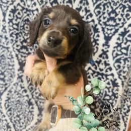 Dachshund Puppies from Davidson's Dachshunds