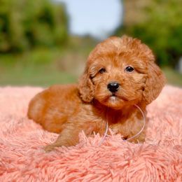 Dixie - Red  female Goldendoodle puppy in Statesville, North Carolina from Doodle Babies