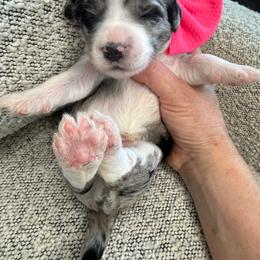 Rasberry - Blue merle female Bernedoodle puppy in Curtice, Ohio from The Pink Doghouse