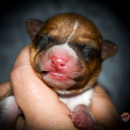 Luke - Red and white male Basenji puppy in San Diego, California from Triforce Basenjis