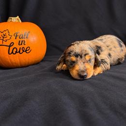 Jack AKC 5,000 - Dapple male Dachshund puppy in Indian Trail, North Carolina from Hilda’s Teenie Weenies