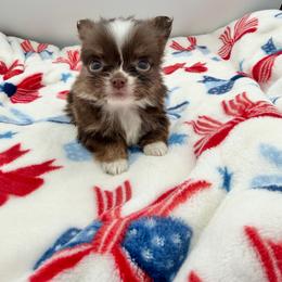 Porshe - Chocolate and white female Chihuahua puppy in Williamsburg, Virginia from PAWSitive Cheeky Chihuahuas
