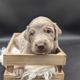 Hondo - male Long Haired Weimaraner puppy in Evart, Michigan from Drehbar Weimaraners