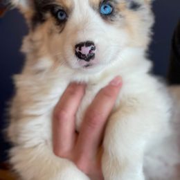 Pomsky Puppies from Rosehill Pomskies