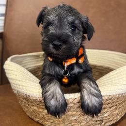 Cassian - Salt and pepper male Miniature Schnauzer puppy in Lake Elsinore, California from Ironwood Schnauzers