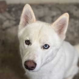 Reznor - Siberian Husky