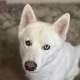 Reznor - Siberian Husky