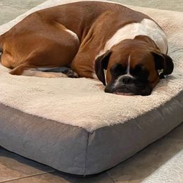 Boxer All Grown Up from Magen's Boxers