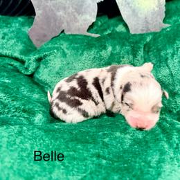 Belle - Blue merle female Australian Shepherd puppy in Vernal, Utah from Dancing M Kennels