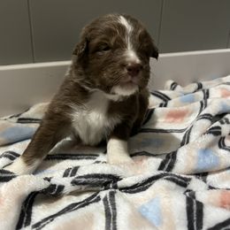 Australian Shepherd Puppies from Juno Homestead Aussies