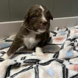 Australian Shepherd Puppies from Juno Homestead Aussies