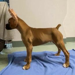 Purple - Fawn male Boxer puppy in Butler, Pennsylvania from Schaible's Boxer Huddle