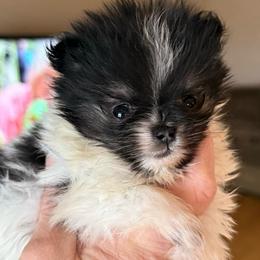 Ava - Black and tan parti female Pomeranian puppy in Edmond, Oklahoma from My Sun & Moon Poms