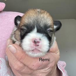 Remi - Red male Pembroke Welsh Corgi puppy in Grenada, California from California Corgi Butts