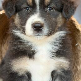 Ruthie-has tail-many videos - Black tri-color female Australian Shepherd puppy in Troy, South Carolina from Australian Shepherds of 3/W Farms