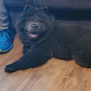 Chow Chow Puppies from Darling Chows
