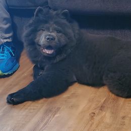Chow Chow Puppies from Darling Chows