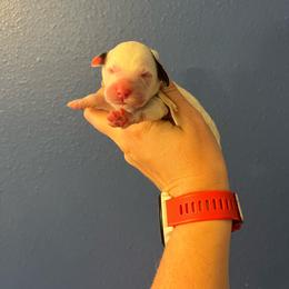 Princess Rosalina-White - White female Bernedoodle puppy in Casper, Wyoming from 307 Doodles