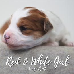 Red White Large spot - Brown and white female Aussiedoodle puppy in Plain City, Utah from Myers Desert Doodles