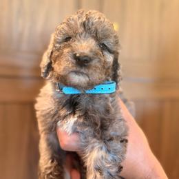 Blue Merle female - Merle female Goldendoodle puppy in Vallejo, California from Well Rooted Doodles