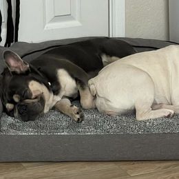 French Bulldogs from G.O.A.T Frenchies