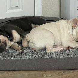 French Bulldogs from G.O.A.T Frenchies