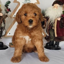 Pixie - Red  female Goldendoodle puppy in Glenford, Ohio from Mi-De Doodles