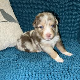 Romeo - Red merle male Australian Shepherd puppy in Piedmont, Oklahoma from HeartDriven Aussies