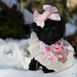 Cavapoo, Cockapoo, and Poodle Puppies from Heavenly Puppies to Love