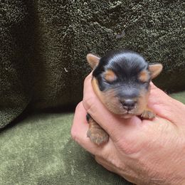 Boy 1 - Black and gold male Yorkshire Terrier puppy in Mountain Grove, Missouri from Precious Puppies