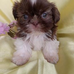 Heaven - Liver and white female Shih Tzu puppy in Sulpher Springs, Texas from Pams Precious Shih Tzus