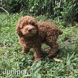 Juniper - Red male Cockapoo puppy in Sunset, Louisiana from Cano Cockapoos