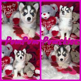 Pomsky Puppies from Pom Pom Pomskies