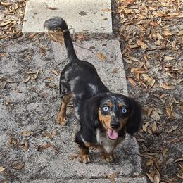 Jasper - Dachshund