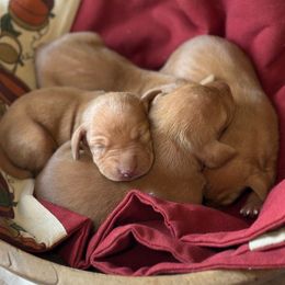 Java - Golden rust female Vizsla puppy in Clemons, Iowa from Kaylee’s Vizslas