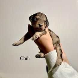 Chili - Merle male Bernedoodle puppy in Pennsylvania from Bells Bernedoodles