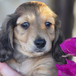 Dachshunds from Sunkissed Doxies