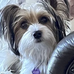 Yorkshire Terriers from Angel Spun Yorkies