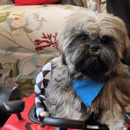 Boy 3 - Sable and white male Shih Tzu puppy in Rock, West Virginia from Willow Tree Haven Shih Tzu