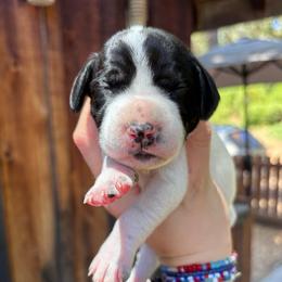 Thyme - light pink - Black and white female German Shorthaired Pointer puppy in Mokelumne Hill, California from Underhill GSP