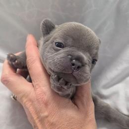 Mario - Blue male French Bulldog puppy in Denver, Colorado from Mecham Family kennels -MechamFrenchies