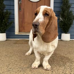 Lucy - Red and white female Basset Hound puppy in Richmond, Kentucky from Walters Hollow Hounds