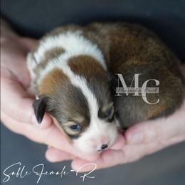 Remi - Sable female Pembroke Welsh Corgi puppy in Straughn, Alabama from Magnolia Creek Corgis
