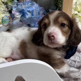 Jose' - Piebald male Dachshund puppy in Fayetteville, West Virginia from Loop Creek Dachshunds