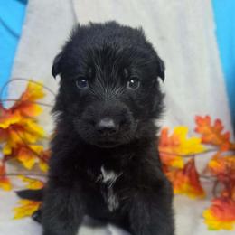Red Collar Male - Black male German Shepherd puppy in Cadet, Missouri from Working Valley Shepherds