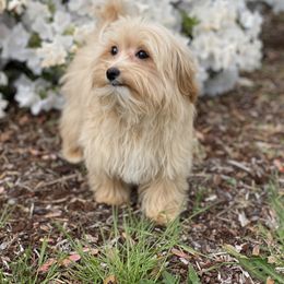 Sweetheart - Apricot female Maltipoo puppy in Bellingham, Washington from My Sweet Poodles and Doodles
