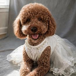 Adele - Goldendoodle