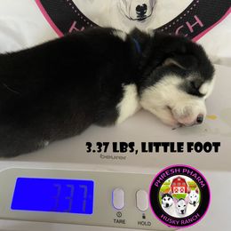 Siberian Husky Puppies from Phresh Pharm Husky Ranch